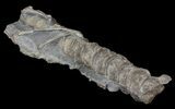 Articulated Ichthyosaur Vertebra - Port Mulgrave, England #62899-2